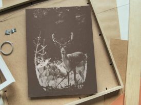 The Deer